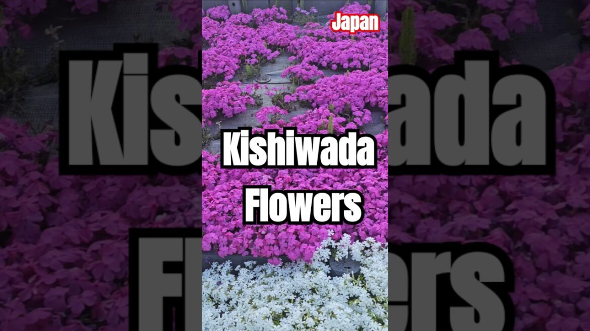 kishiwada  osaka #travel #usjファン #nambastation #shortvideo #aquarium #universalparks