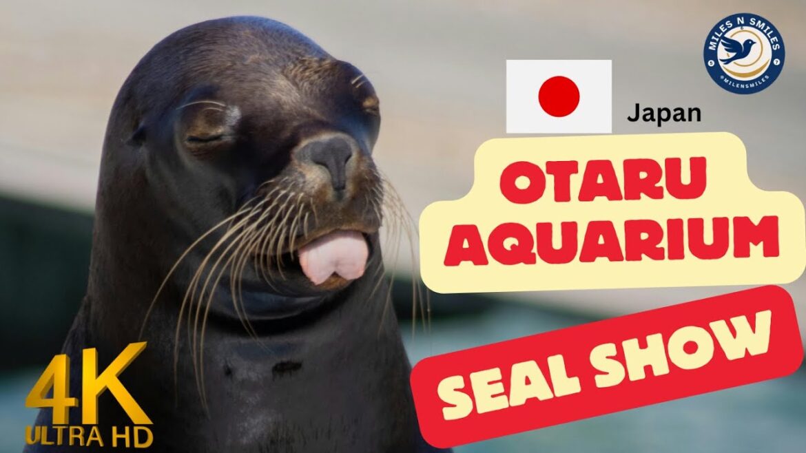 Otaru Aquarium Seal Show – Hokkaido Japan Otaru Aquarium Seal Show - Hokkaido Japan