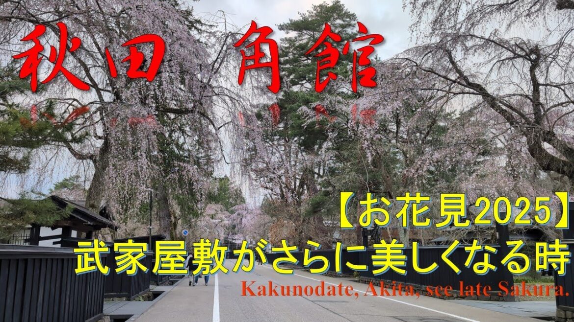 【観光】【美し過ぎる】角館で遅めの花見 Hanami at Kakunodae, Akita 【観光】【美し過ぎる】角館で遅めの花見 Hanami at Kakunodae, Akita