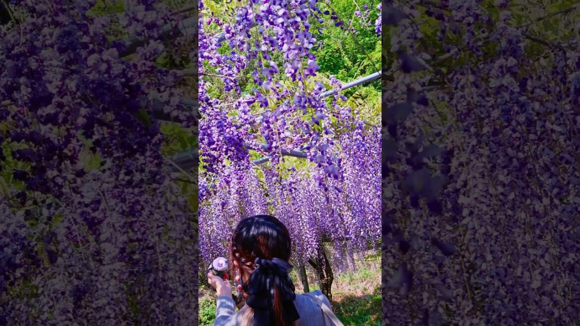 Japanese Wisteria Full Bloom Season at Wake Park, Kirishima City, Japan! #藤花 Japanese Wisteria Full Bloom Season at Wake Park, Kirishima City, Japan! #藤花