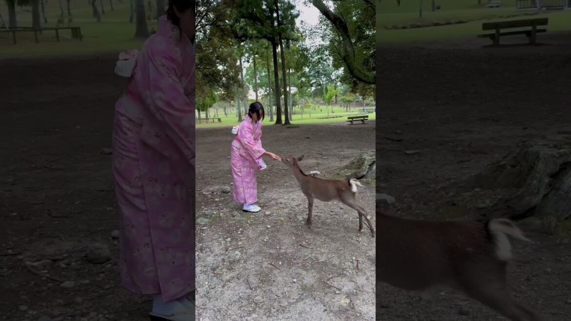 Nara deer park in Japan 🦌 🌸 #japan #travel #shorts