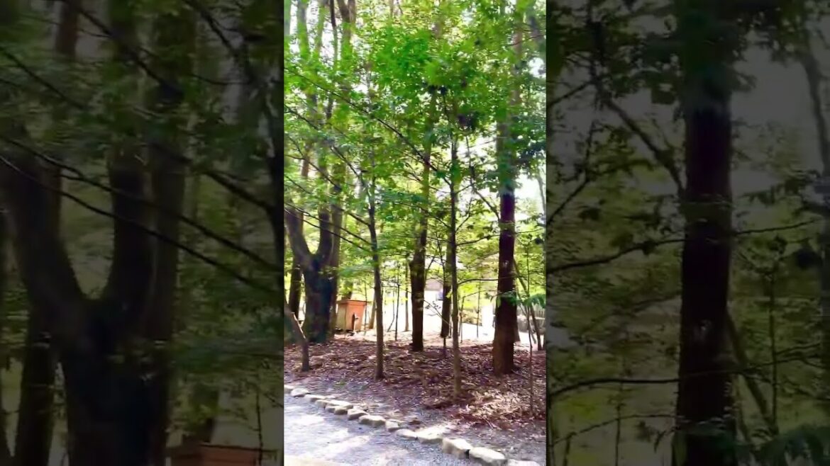 【JAPAN】Must-Visit Japanese Holy Spot - Ise Jingu