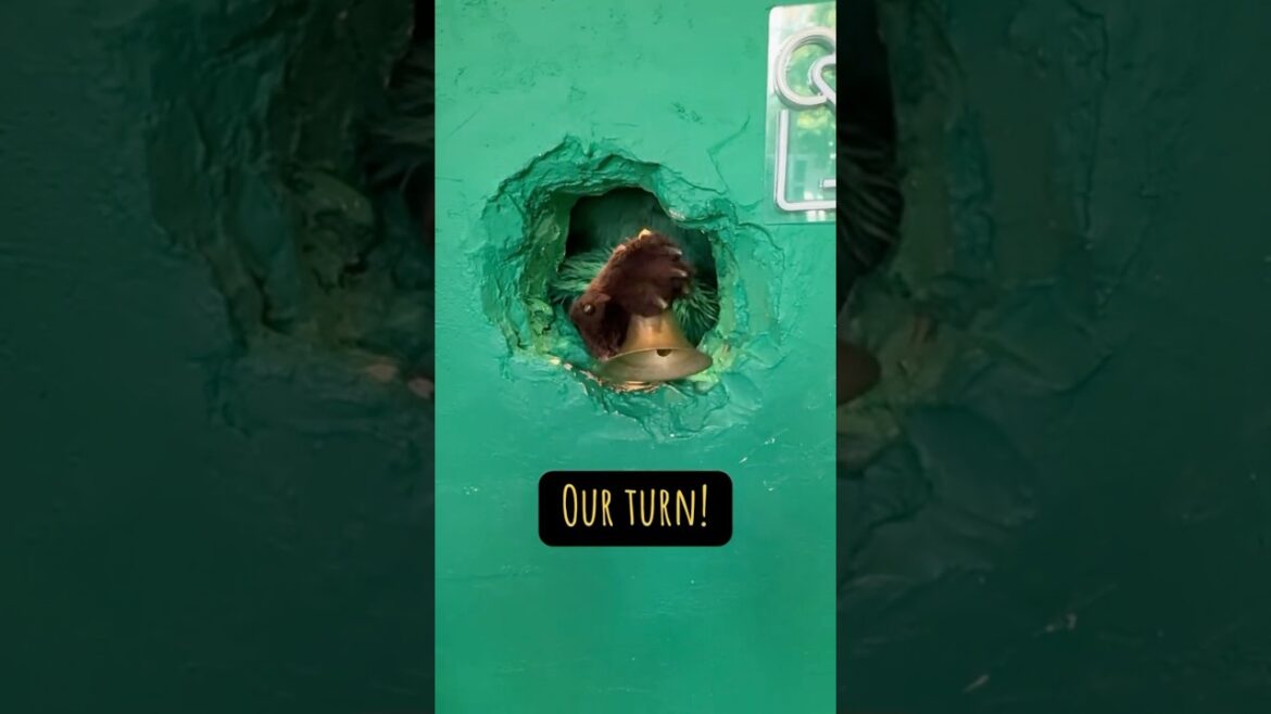 🇯🇵 Shibuya, Tokyo Must-Do | Anakuma Cafe ☕️ #short #tokyotravel #japantravel #mustdotravels #japan 🇯🇵 Shibuya, Tokyo Must-Do | Anakuma Cafe ☕️ #short #tokyotravel #japantravel #mustdotravels #japan