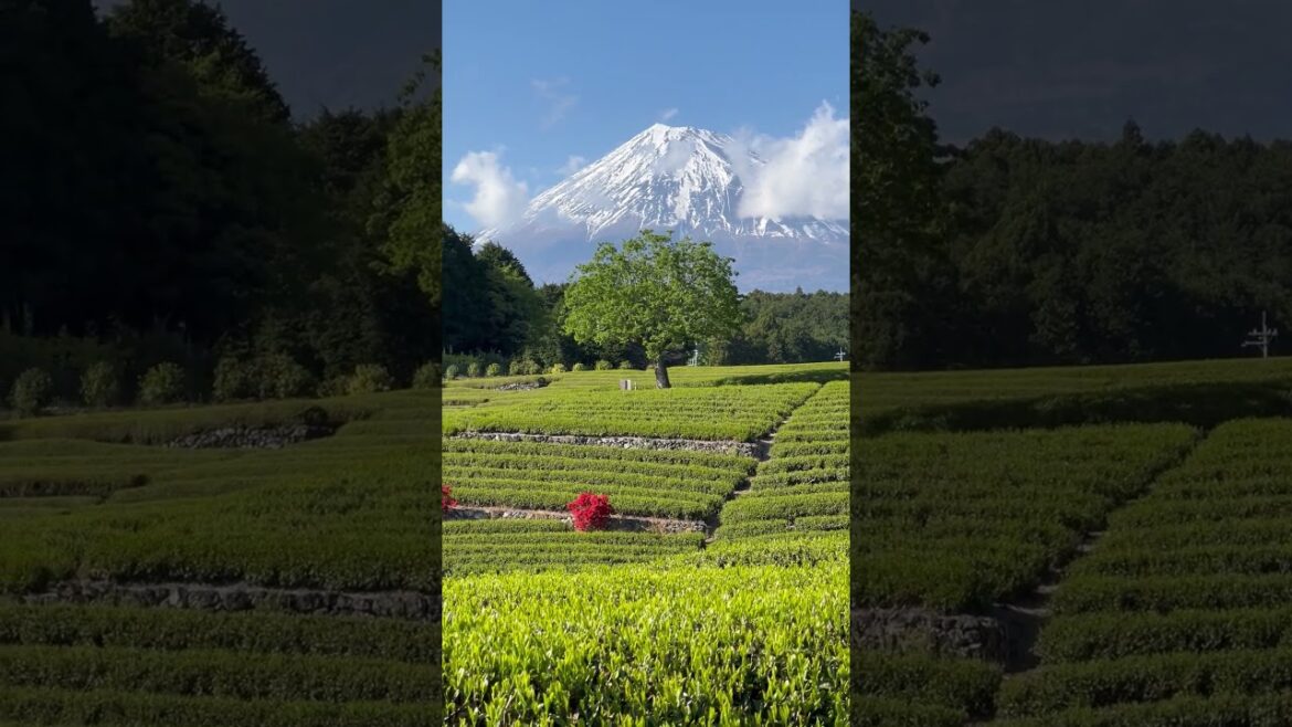 Obuchi Sasaba Tea Plantation, Shizuoka JAPAN