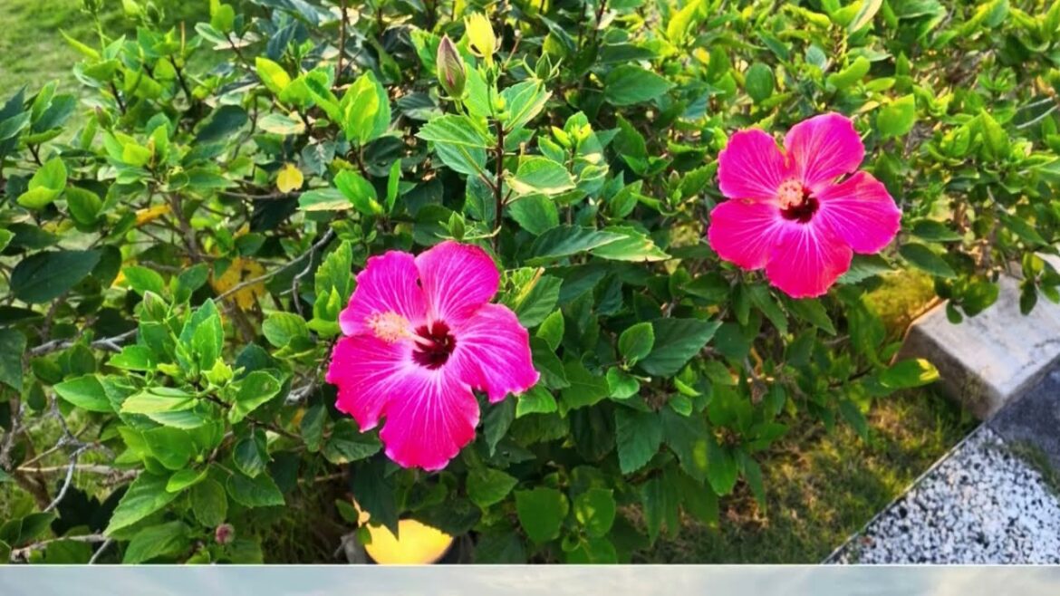 Okinawa Travel Adventure