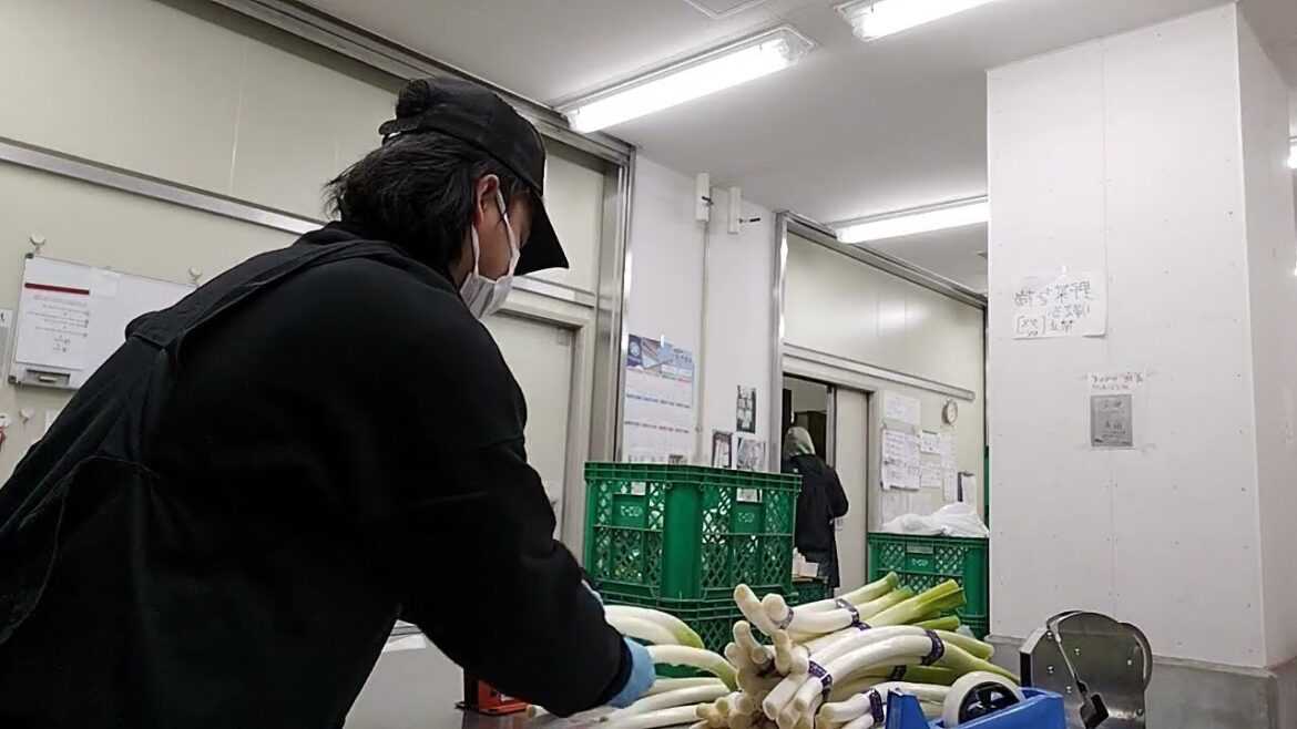 SSW VISA IN JAPAN FROM NEPAL SSW VISA IN JAPAN FROM NEPAL