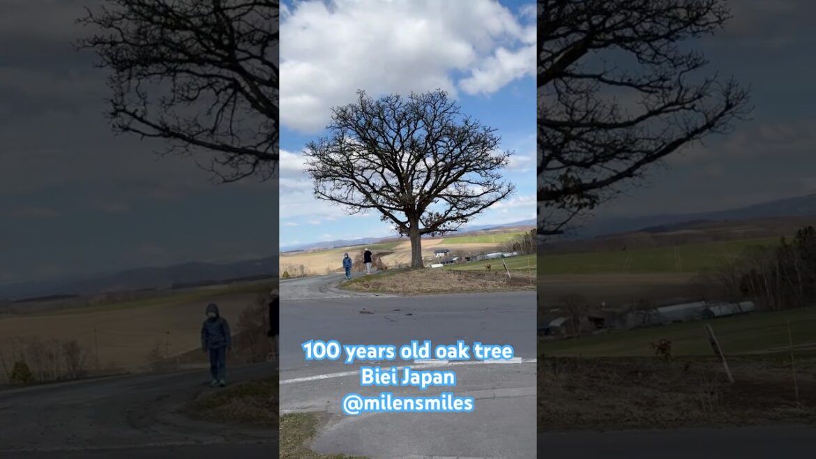 🌳 A Century of Stillness – The 100-Year-Old Oak Tree in Biei, Hokkaido 🇯🇵#japantravel #trending 🌳 A Century of Stillness – The 100-Year-Old Oak Tree in Biei, Hokkaido 🇯🇵#japantravel #trending