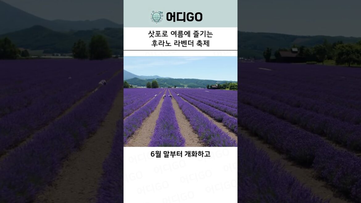 삿포로 여행 여름 라벤더 축제, 라벤더 명소 총정리! 삿포로 여행 여름 라벤더 축제, 라벤더 명소 총정리!