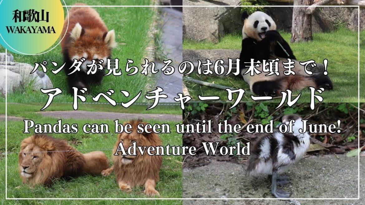 パンダが見られるのは6月末頃まで!アドベンチャーワールド Pandas can be seen until the end of June! Adventure World japantravel パンダが見られるのは6月末頃まで!アドベンチャーワールド Pandas can be seen until the end of June! Adventure World japantravel