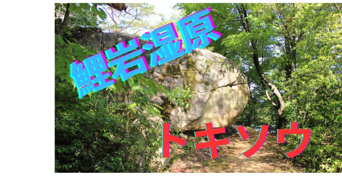 【絶滅危惧種トキソウ満開】岡山・下足守の鯉岩湿原を83歳YouTuberが訪問｜朱鷺色の花が咲く奇跡の風景