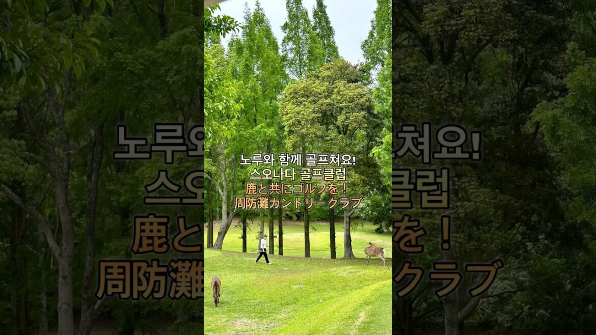 기타큐슈 공항에서 30분이면 노루랑 바다보며 골프칠 수 있어요🦌 #일본 #일본골프 #일본여행 #기타큐슈 #日本 #北九州 #스오나다cc #周防灘カントリークラブ@chikisu 기타큐슈 공항에서 30분이면 노루랑 바다보며 골프칠 수 있어요🦌 #일본 #일본골프 #일본여행 #기타큐슈 #日本 #北九州 #스오나다cc #周防灘カントリークラブ@chikisu