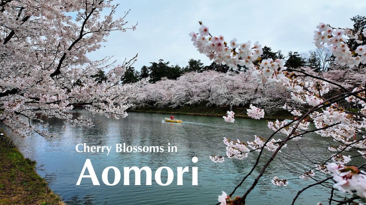 Solo Traveling to Aomori, Japan (for the Cherry Blossoms)