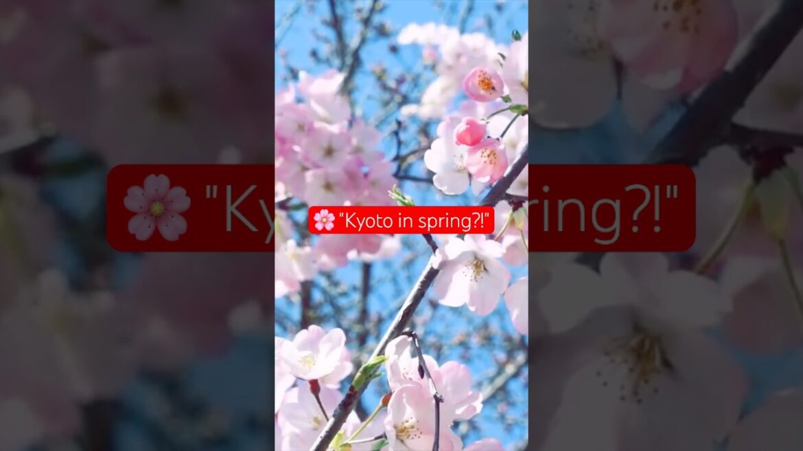 🌍 "Watch Kyoto’s spring beauty!"  #travel