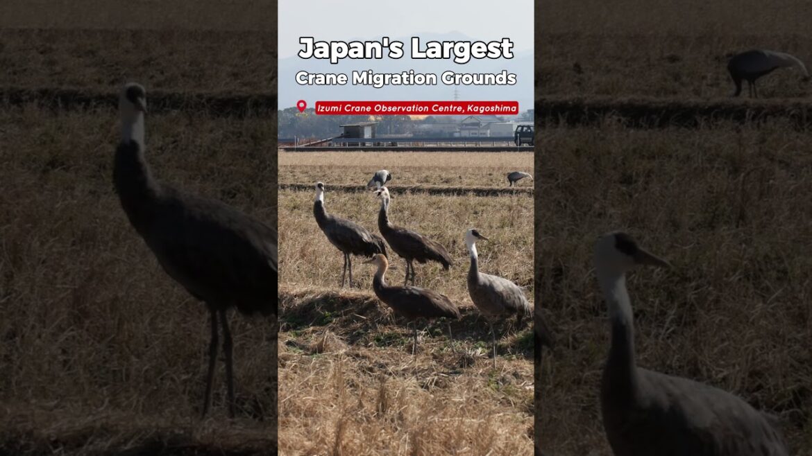 Izumi Crane Observation Center in Kyushu, Japan