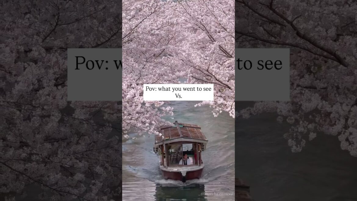 POV: You went chasing dreamy sakura… vs. what you actually got. 🤭🫠#travel #japan #sakura