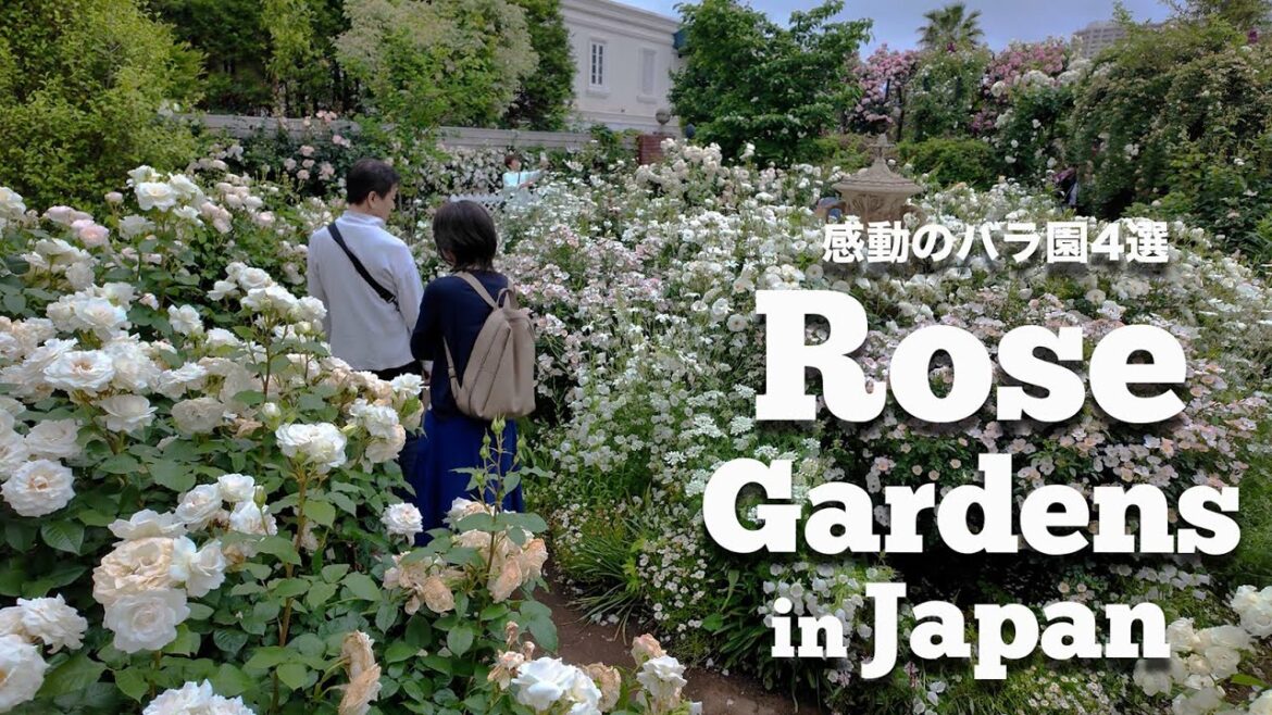 Spring Rose Gardens in Japan🌸–A Floral Paradise in Tokyo and Yokohama.