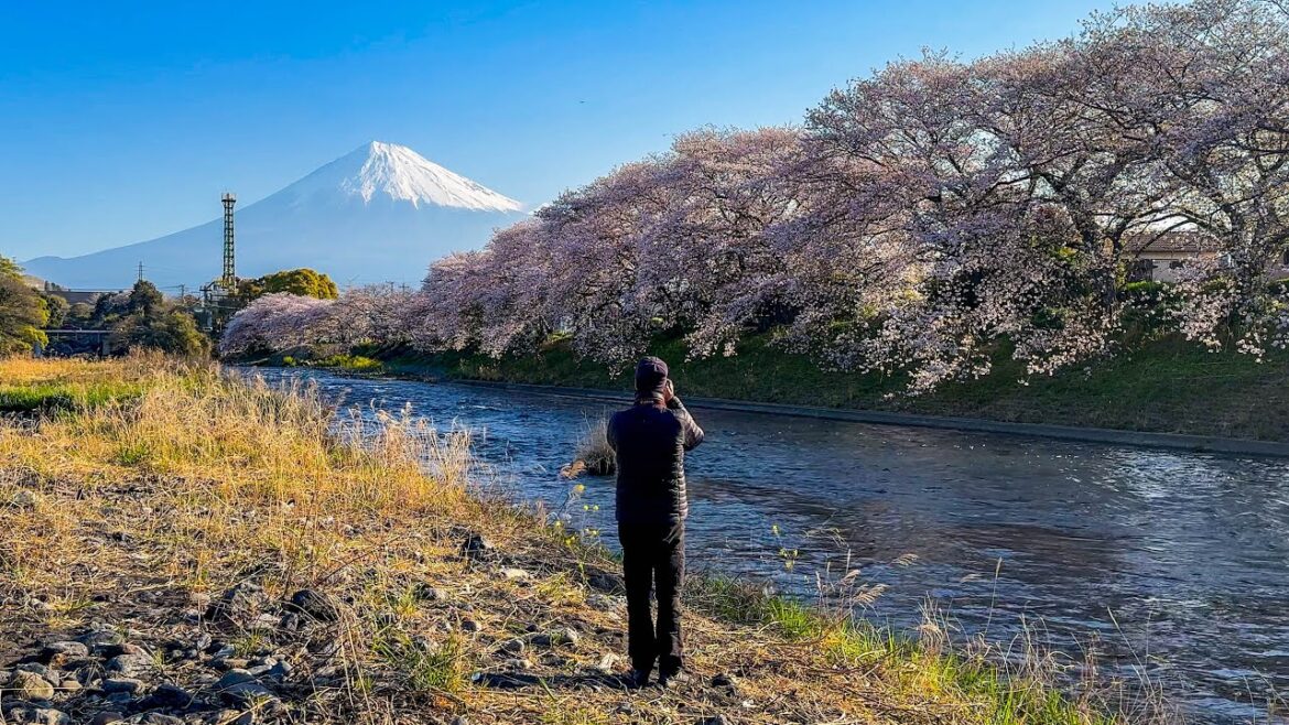 Sakura Dream: The Most Beautiful View of Mount Fuji #10