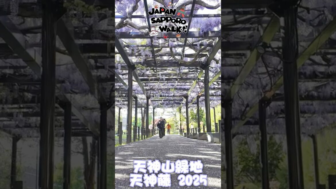 🇯🇵天神山緑地 天神藤 2025 散歩!#藤棚 #天神山緑地 #札幌 #北海道 #観光 🇯🇵天神山緑地 天神藤 2025 散歩!#藤棚 #天神山緑地 #札幌 #北海道 #観光