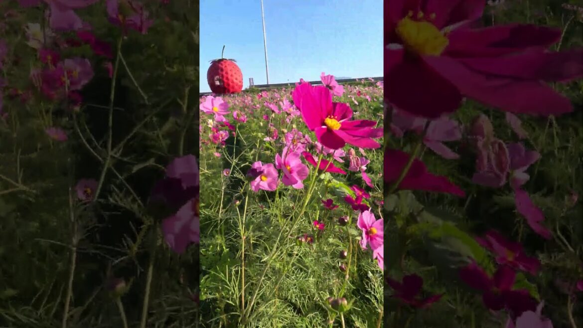 Stunning Flower Garden in Nagasaki, Japan!