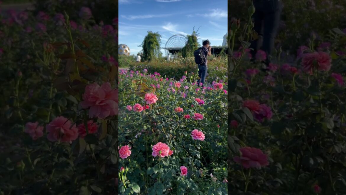 【OSAKA】Must-See Autumn Flower Spot – Osaka Expo Commemorative Park 【OSAKA】Must-See Autumn Flower Spot - Osaka Expo Commemorative Park