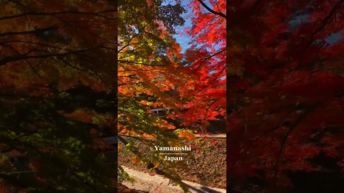 Exploring Lake Kawaguchi & Yamanashi: Stunning Views of Mount Fuji