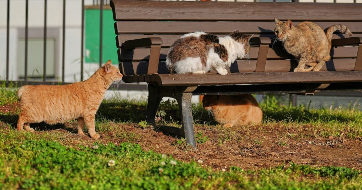 Cats with hooked and bent tails fill Nagasaki, Japan, where they are thought to bring good luck Cats with hooked and bent tails fill Nagasaki, Japan, where they are thought to bring good luck