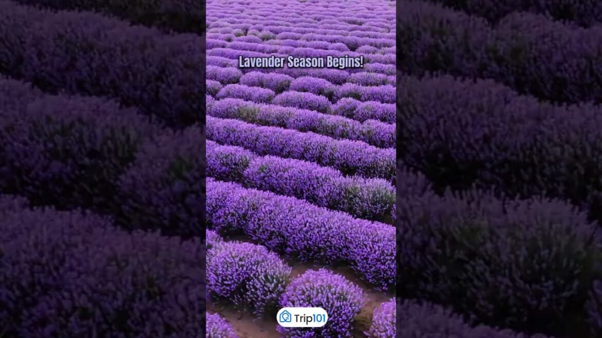 Tag Your Lavender-loving Travel Buddy! ππΏ #travelgoals #shortsvideo #shorts #lavender Tag Your Lavender-loving Travel Buddy! ππΏ #travelgoals #shortsvideo #shorts #lavender