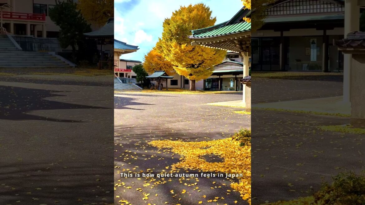Golden Silence in Hakodate: Japan’s Autumn Serenity 🍂 Golden Silence in Hakodate: Japan’s Autumn Serenity 🍂