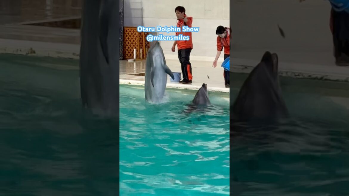 π¬ Mesmerizing Dolphin Show in Otaru, Japan! #shortsvideo #travel #nature π¬ Mesmerizing Dolphin Show in Otaru, Japan! #shortsvideo #travel #nature