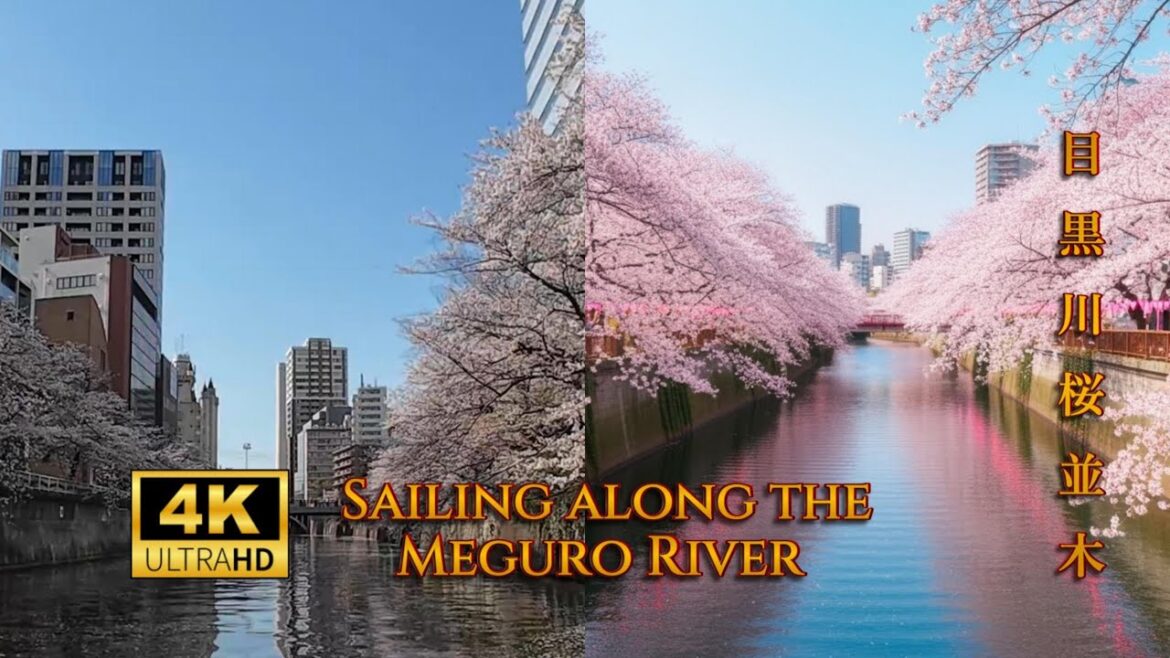 🌸🌸  Meguro River: Where Cherry Blossoms Meet the City. 船で巡りながら桜を楽しむ。🌸🌸 🌸🌸  Meguro River: Where Cherry Blossoms Meet the City. 船で巡りながら桜を楽しむ。🌸🌸