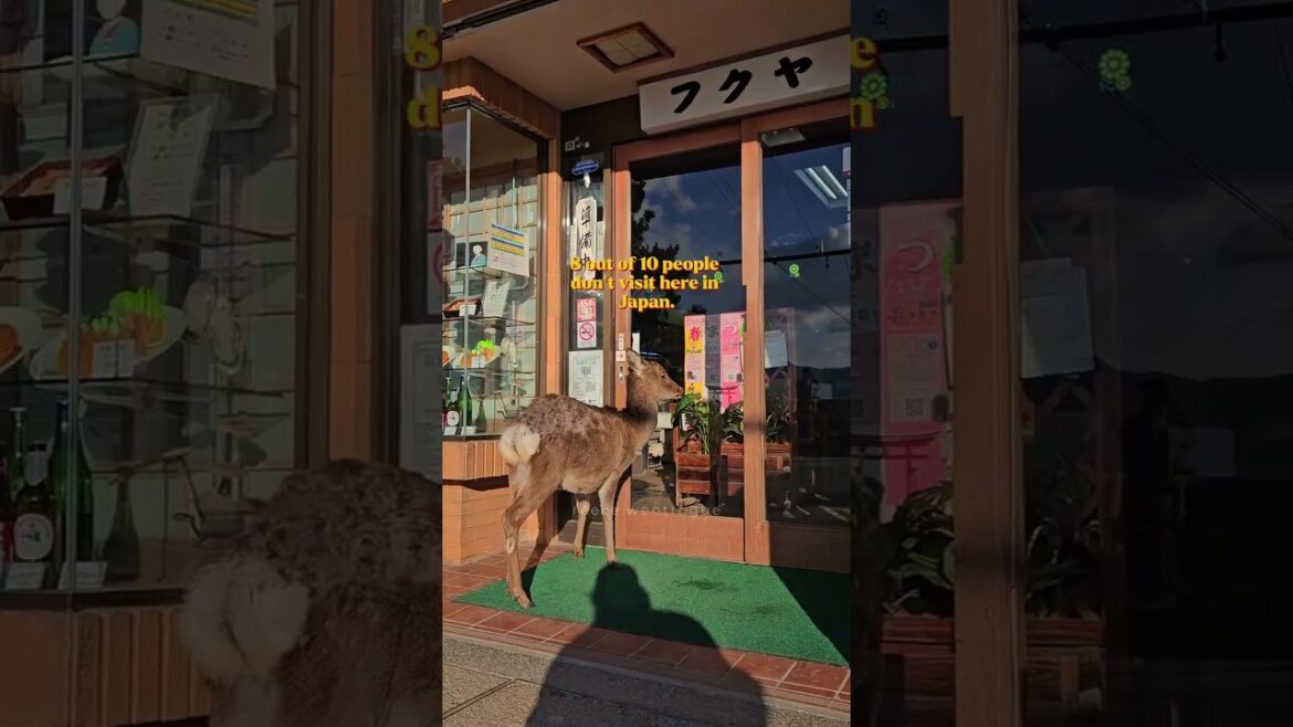 📍Miyajima is a sacred island near Hiroshima, known for its floating torii gate. #shorts #travel