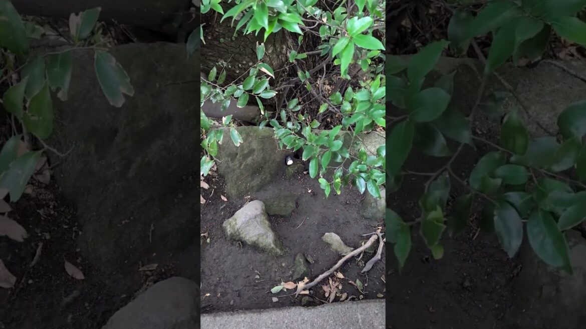 #294 – Shiroyama Park Observation Deck, Kagoshima, Japan  #penguinstones