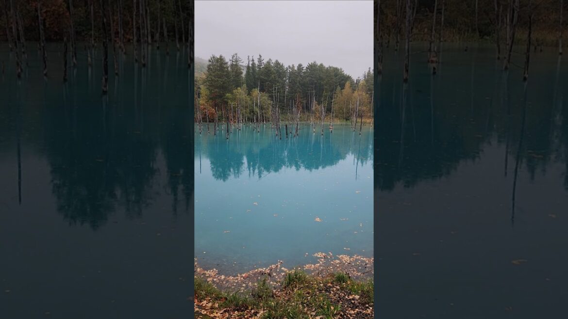 Cloudy day at Shirogane Blue Pond#travel #hokkaido #japan#shorts#shirogane#pond#biei