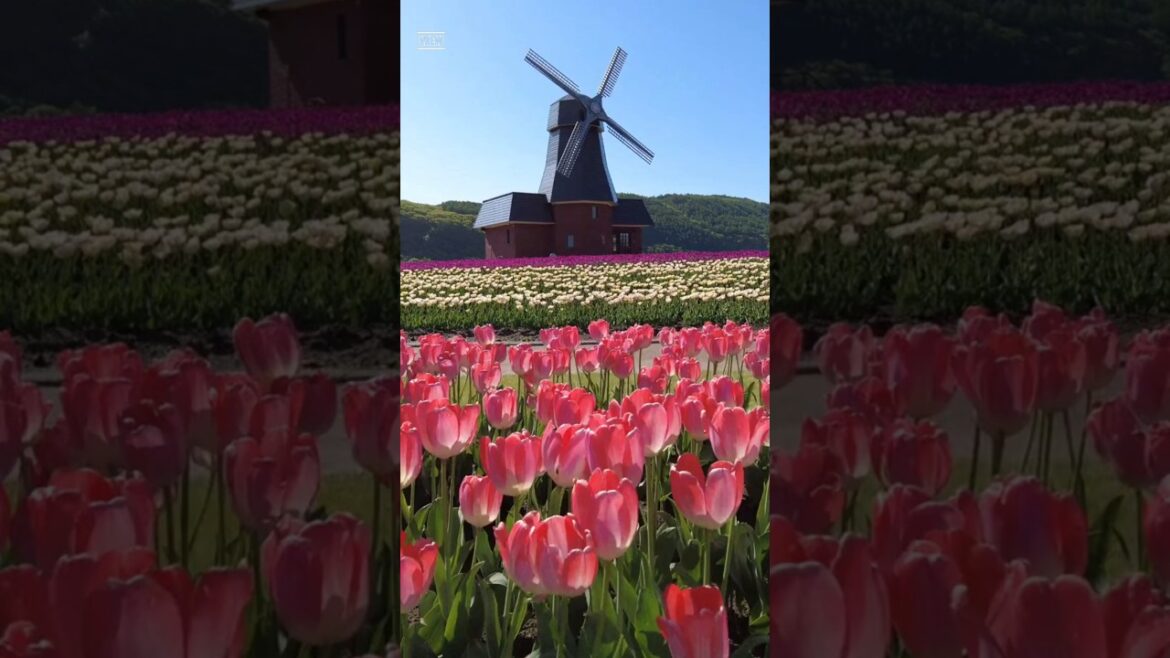 홋카이도 구릉공원! 홋카이도 구릉공원!