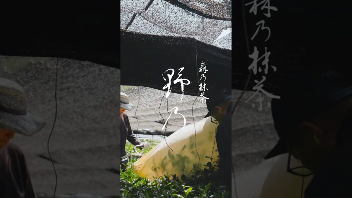 静岡の伝統的な抹茶畑 | Shot on α7RV