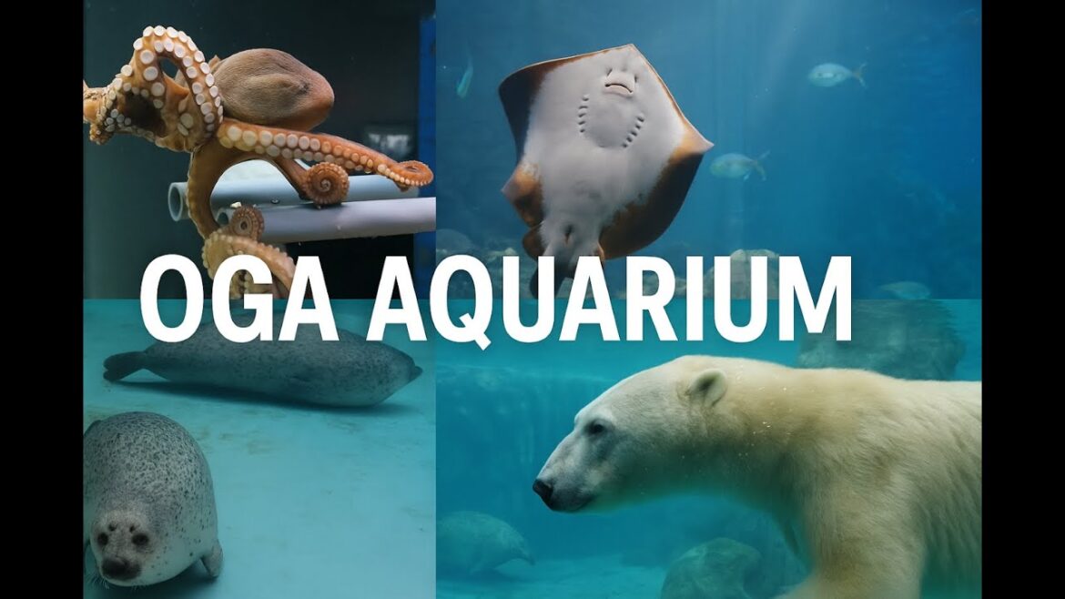 Oga GAO Aquarium Adventure 🐠 | Lucky Bear Feeding Time! 男鹿水族館GAOで冒険 🐠 クマの魚タイムに偶然遭遇! Oga GAO Aquarium Adventure 🐠 | Lucky Bear Feeding Time! 男鹿水族館GAOで冒険 🐠 クマの魚タイムに偶然遭遇!
