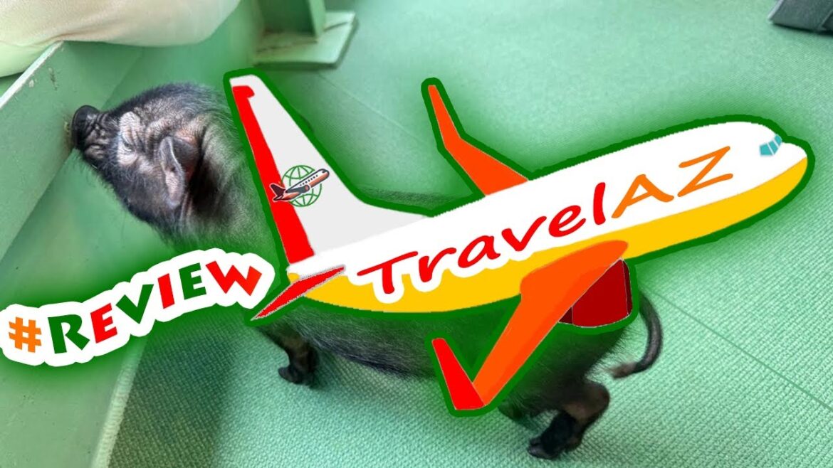 #ReviewActivity #Review Micro Pig Cafe Experience in Osaka