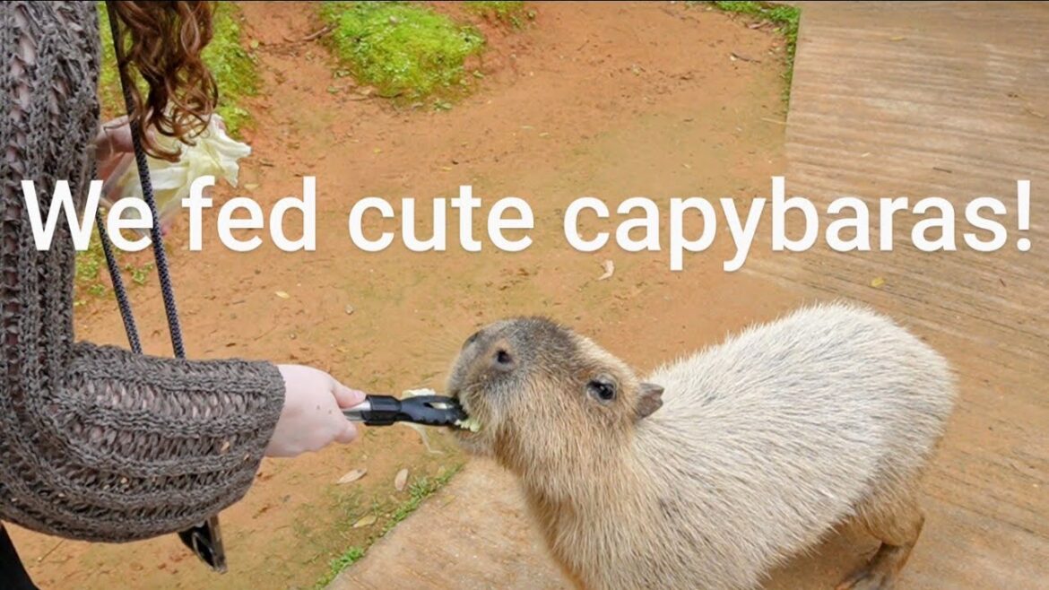 Okinawa: We fed cute capybaras!