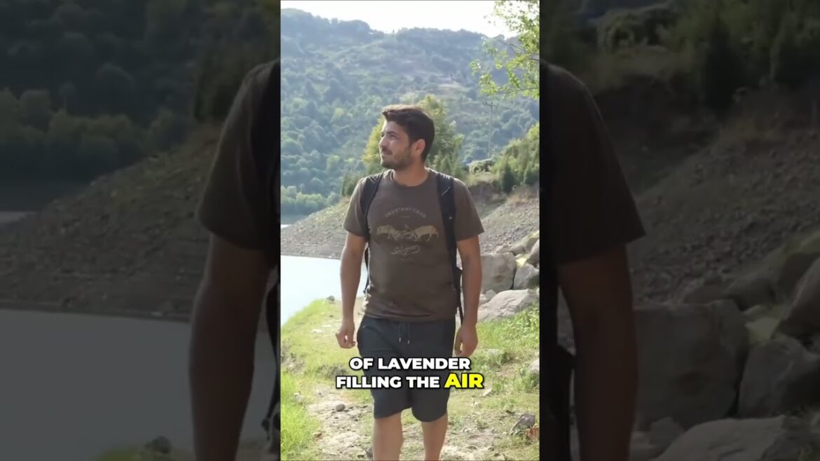 Step into the breathtaking lavender fields of Furano in Hokkaido