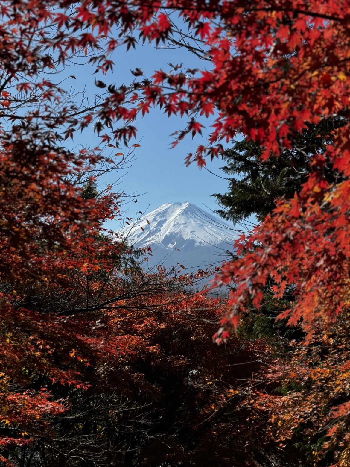 I took a picture of Mount Fuji peeping thru the autumn momiji leaves