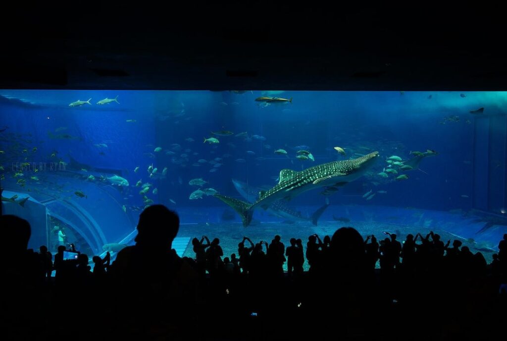 Okinawa Churaumi Aquarium 沖縄美ら海水族館
