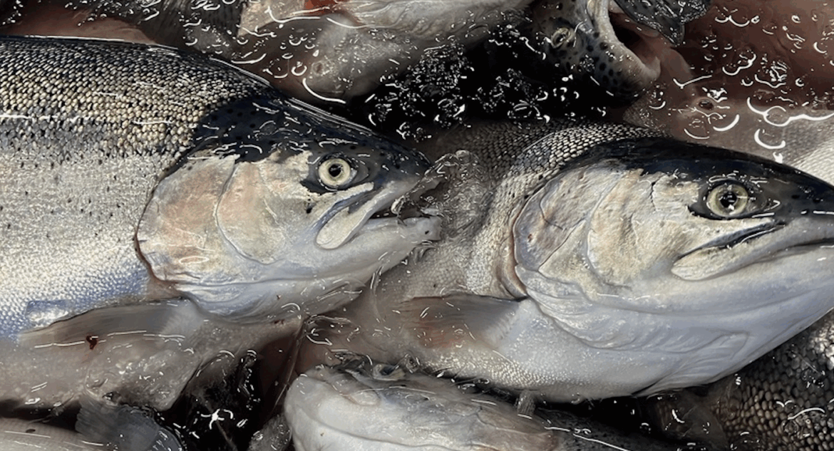 Japan’s Nichimo targets 72% sales growth to $1.6bn with farm-tech services, M&A Japan's Nichimo targets 72% sales growth to $1.6bn with farm-tech services, M&A