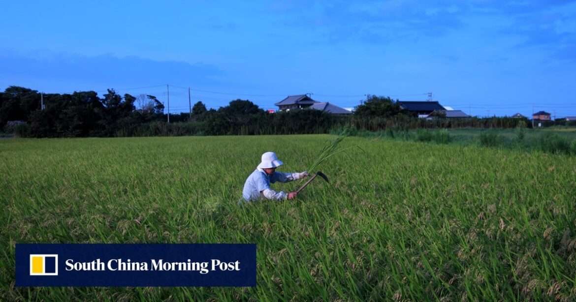 Japan’s appetite for rice set to keep prices high as farm politics persist