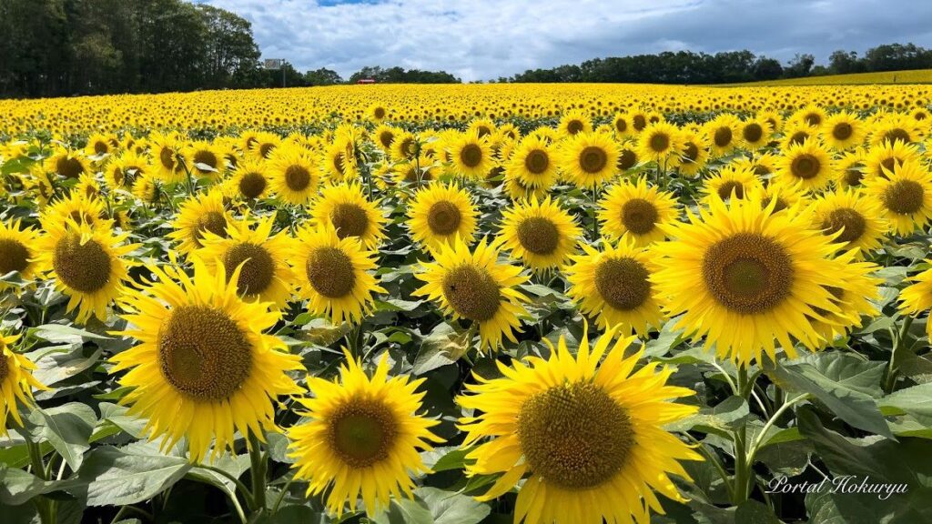 Japan’s Top Events in Summer 2025 Japan’s Top Events in Summer 2025