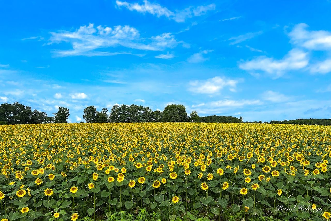 A field of sunflowers in Hokuryū, Hokkaidō. (© Hokuryū Town Portal)