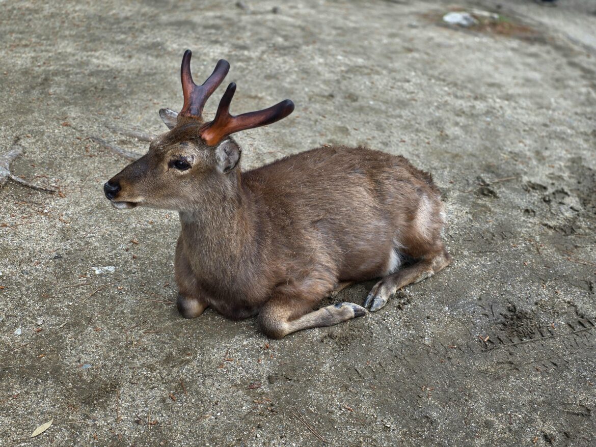 Nara Deer