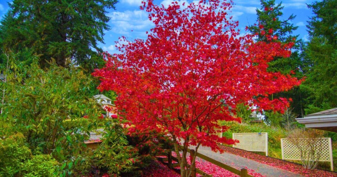 Japanese maples will bloom brilliantly if you pour 1 simple item onto their soil