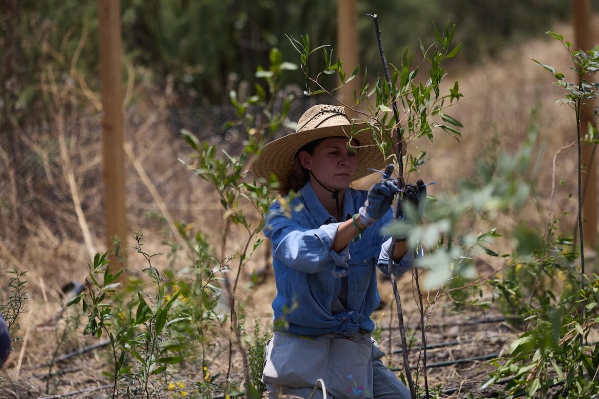 Miyawaki in Nezahualcóyotl: The Japanese method of creating forests comes to Mexico | Climate EL PAÍS