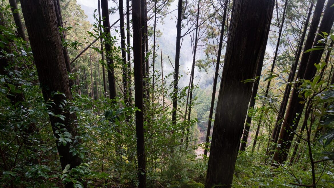 Remains found of Connecticut woman missing in Japan since 2023