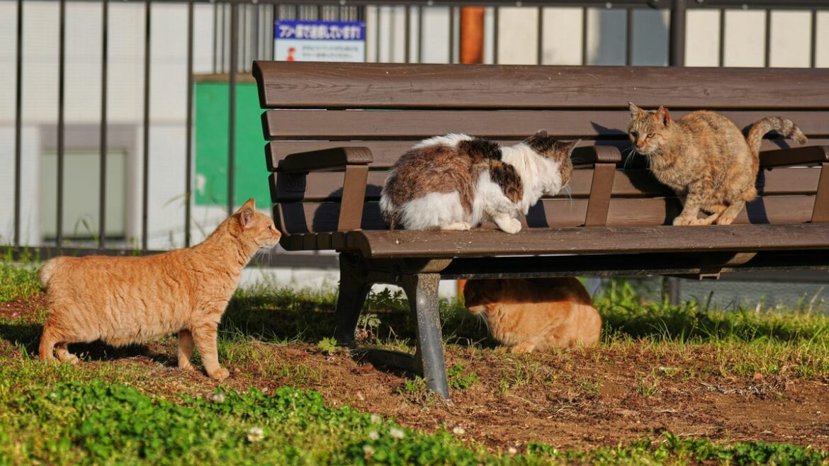 Cats with hooked and bent tails fill Nagasaki, Japan, where they are thought to bring good luck Cats with hooked and bent tails fill Nagasaki, Japan, where they are thought to bring good luck